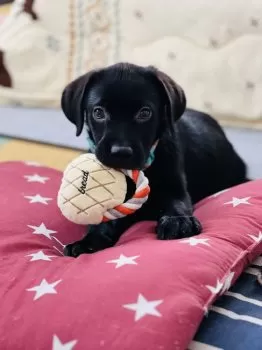 n.k 様のお迎えした子犬