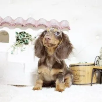 S.N 様のお迎えした子犬