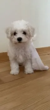 めんだこ 様のお迎えした子犬