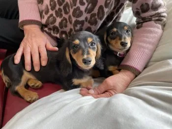 もも 様のお迎えした子犬