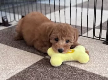 ママ 様のお迎えした子犬