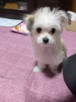 Y.S 様のお迎えした子犬