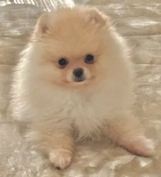 あさちゃん 様のお迎えした子犬