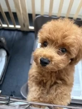 てんちゃんママ 様のお迎えした子犬