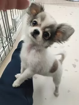 凛 様のお迎えした子犬