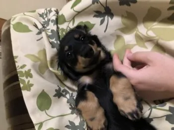 風子のママ 様のお迎えした子犬