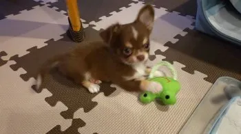 foo 様のお迎えした子犬