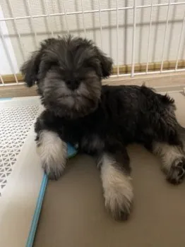 マキオ 様のお迎えした子犬