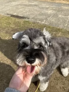 シュナマル 様のお迎えした子犬