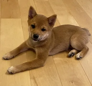 M 様のお迎えした子犬