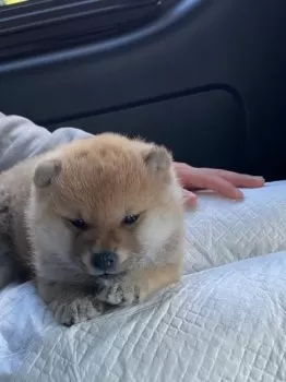 がままつ 様のお迎えした子犬