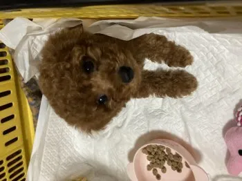 うめちゃん 様のお迎えした子犬