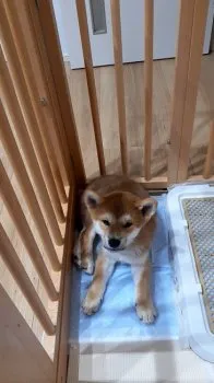 まる 様のお迎えした子犬