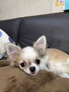 Ken 様のお迎えした子犬