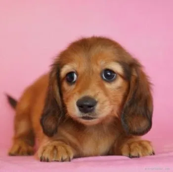 ママちゃん 様のお迎えした子犬