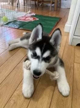 シェビユウ 様のお迎えした子犬