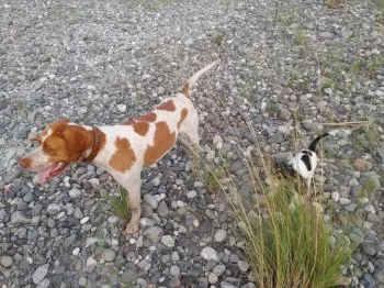 H.Ｉ 様のお迎えした子犬