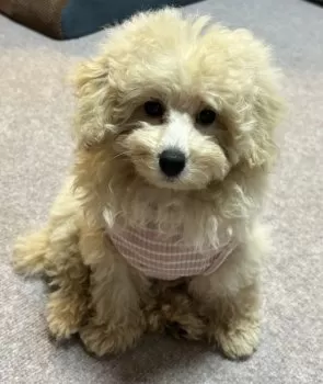 いーの 様のお迎えした子犬