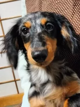 モコ 様のお迎えした子犬