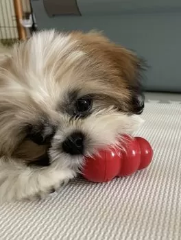 K 様のお迎えした子犬