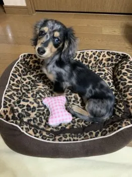 なっちゃん 様のお迎えした子犬