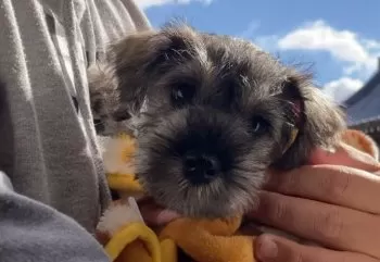 このは 様のお迎えした子犬