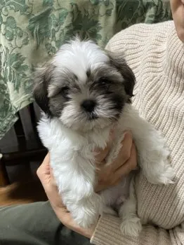 マロン 様のお迎えした子犬