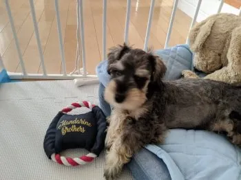 ddママ 様のお迎えした子犬