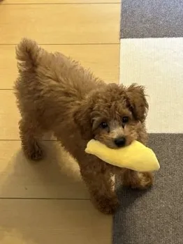 すえひろ 様のお迎えした子犬