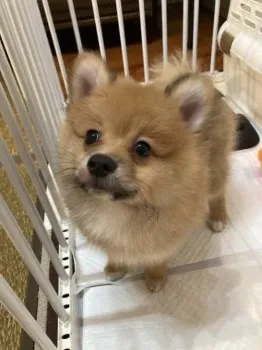 よしきち 様のお迎えした子犬