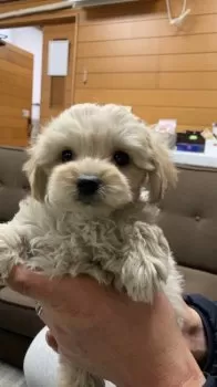 ゆかぽん 様のお迎えした子犬