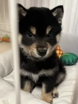 バギー 様のお迎えした子犬