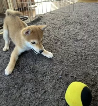 MS 様のお迎えした子犬