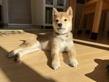 こみつ 様のお迎えした子犬