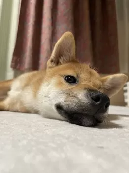 I·T 様のお迎えした子犬