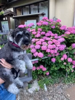 S.S 様のお迎えした子犬