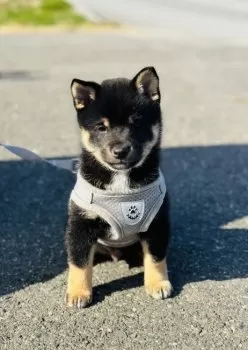 しいこ 様のお迎えした子犬