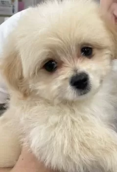 Y.Yぱん 様のお迎えした子犬