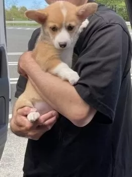 naka 様のお迎えした子犬