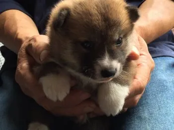 どんのパパ 様のお迎えした子犬