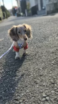 あんずママ 様のお迎えした子犬