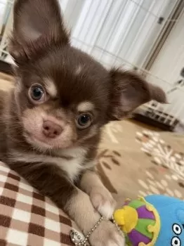 カトゥ 様のお迎えした子犬