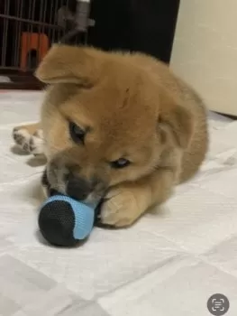 YH 様のお迎えした子犬