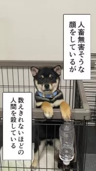 ミッチ 様のお迎えした子犬