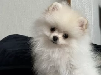 そらまる 様のお迎えした子犬