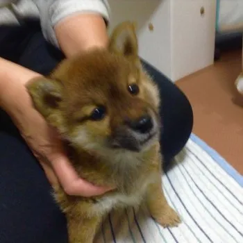 ピコの母 様のお迎えした子犬