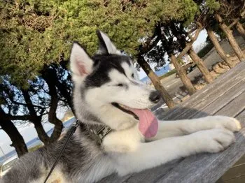 中氏 様のお迎えした子犬