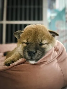 ボンちゃん 様のお迎えした子犬