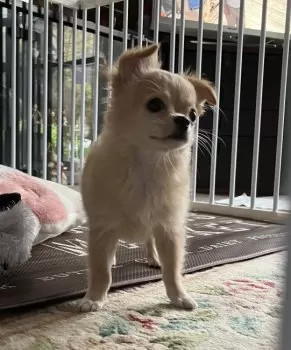 ぽこ 様のお迎えした子犬