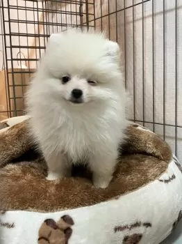 A.M 様のお迎えした子犬